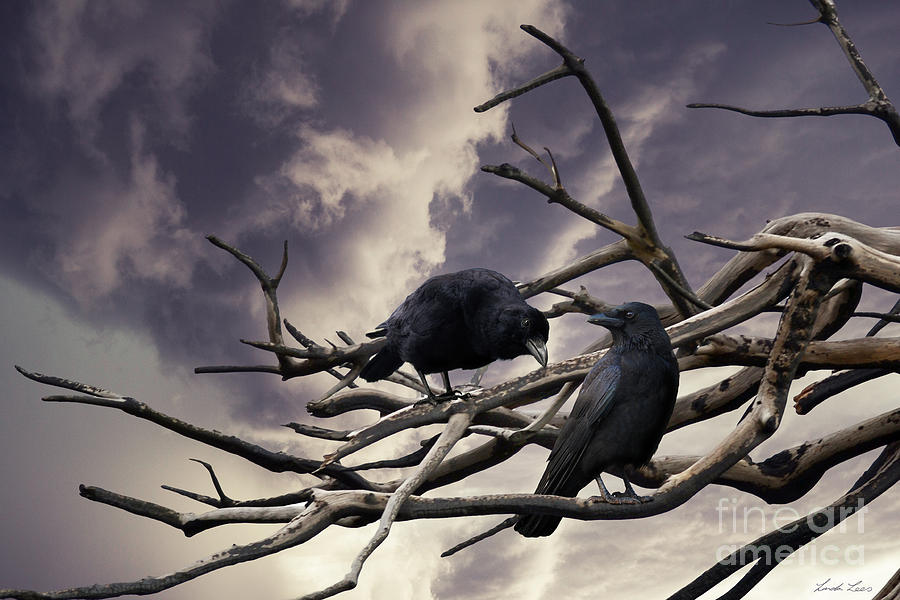 Two Crows Digital Art by Linda Lees