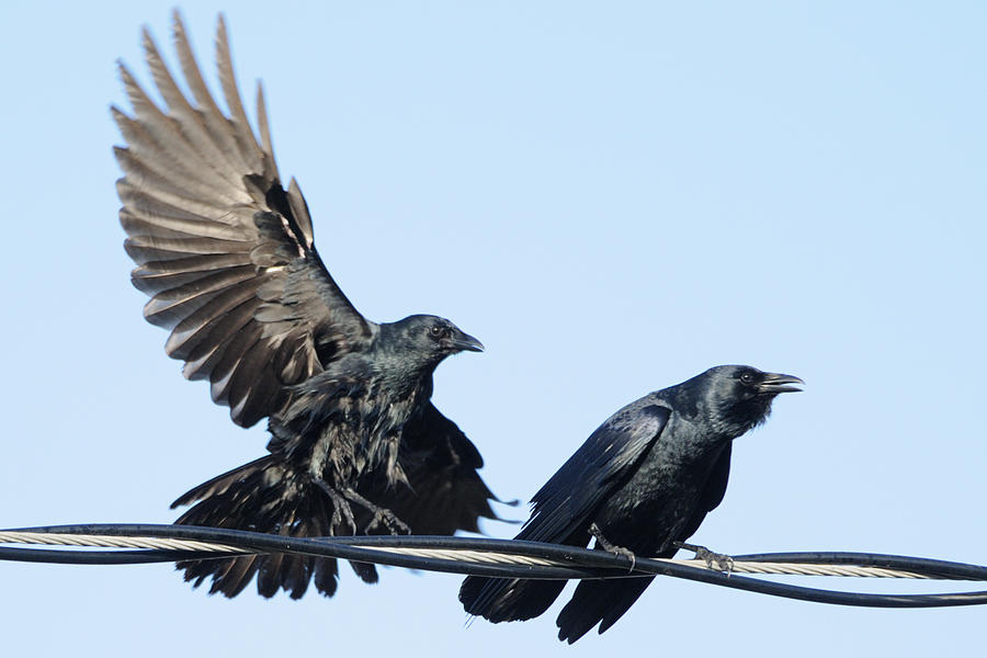 Crow Photograph - Two Crows on a wire by Bradford Martin