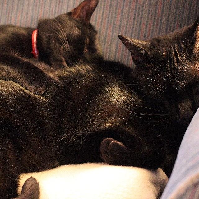 Bagheera Photograph - Two Cute Felines 💗
#blackcat by Meg Pace