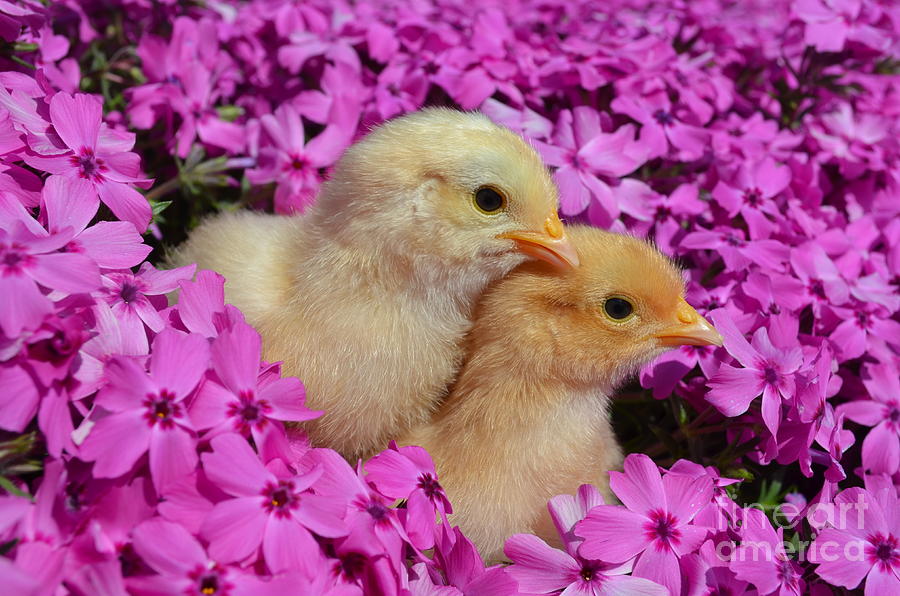 Easter Photograph - Two Cute by Kassia Ott
