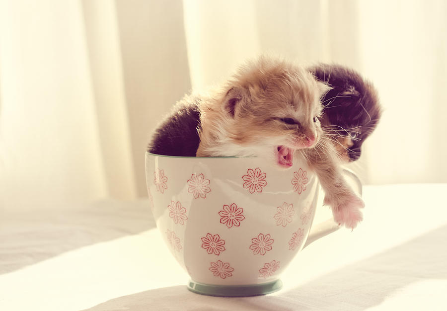 Two Cute Kittens in a Cup Photograph by Spikey Mouse Photography