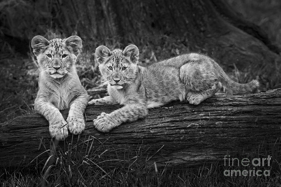 Two Cute Photograph by Sonya Lang