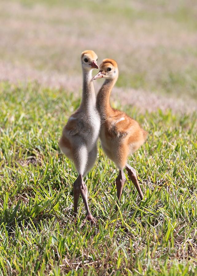 Two Cuties - Sandhill Crane Chicks Photograph by Carol Groenen