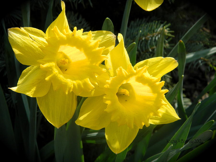 Two Daffodils Photograph by Kathy Barney