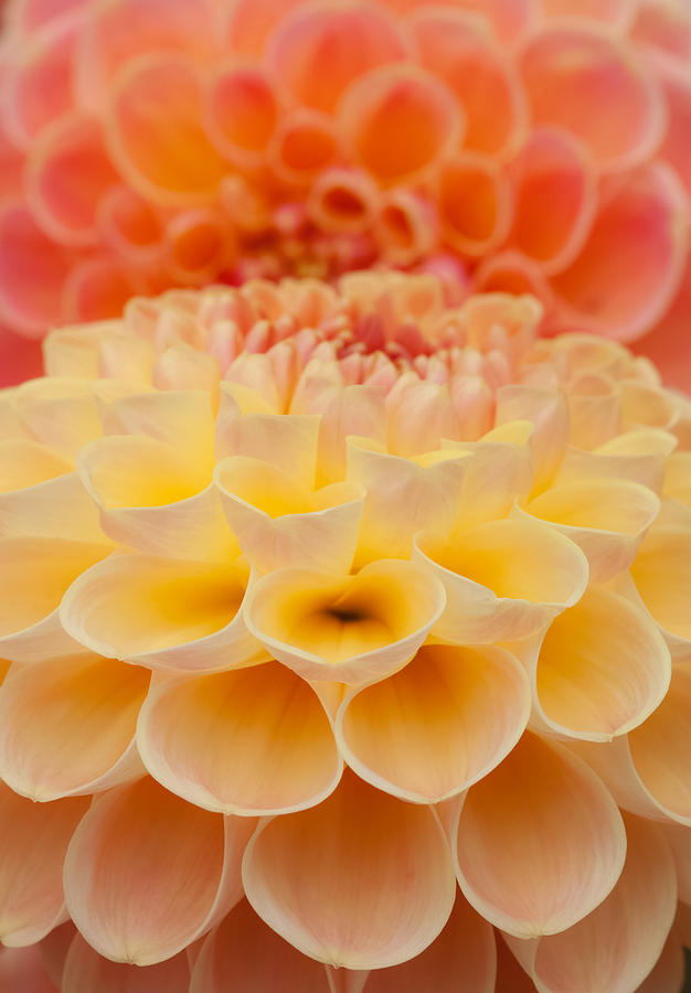 Flower Photograph - Two Dahlias by Mark Alder