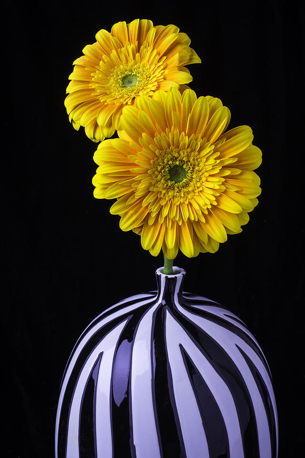 Flower Photograph - Two Daises In Striped Vase by Garry Gay