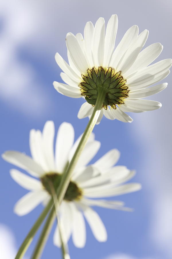 Two daisies Photograph by Ulrich Kunst And Bettina Scheidulin