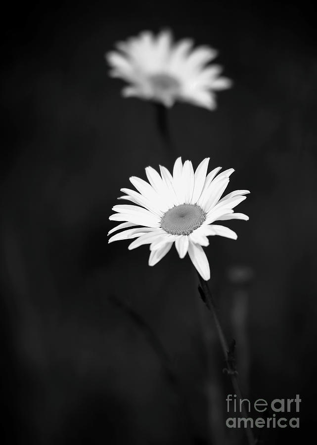 Black And White Photograph - Two Daisies in Black and White by Sabrina L Ryan