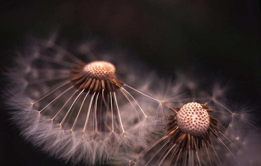 Two Dandelion Heads Photograph by Jim Vance