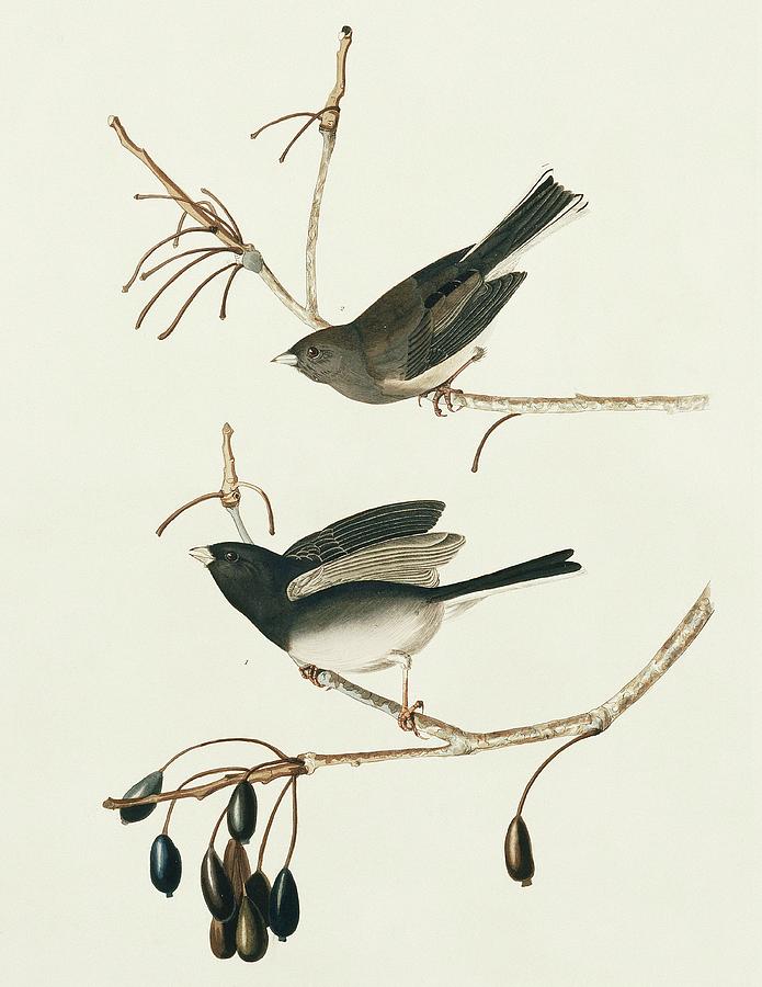 Two Dark-eyed Junco Photograph by Natural History Museum, London ...