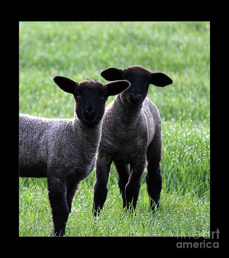Sheep Photograph - Two Darlings by Erica Hanel