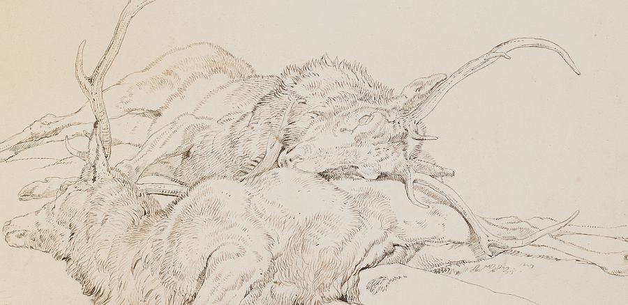 Animal Drawing - Two Dead Stags by Edwin Landseer