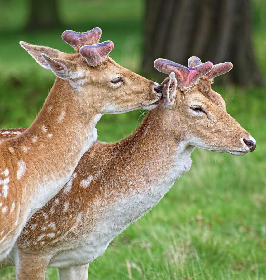 Two Deer Photograph by David Kittos - Fine Art America