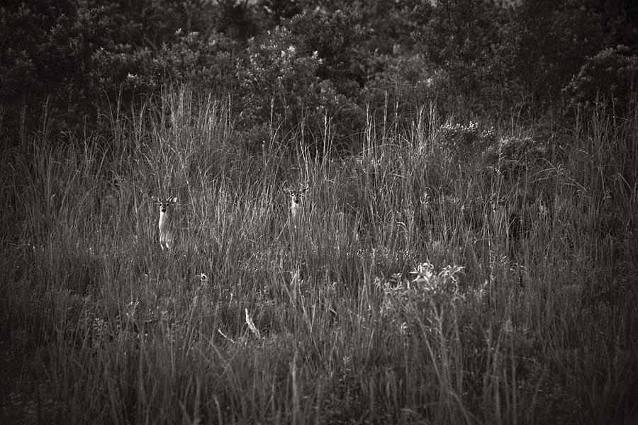 Two Deer Hiding Photograph
