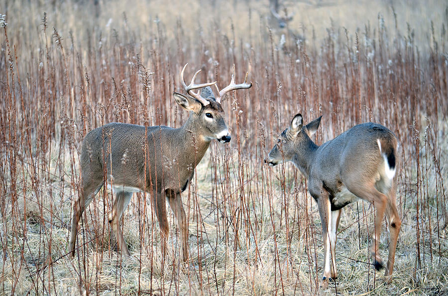 Two deer Photograph by Steve Tracy