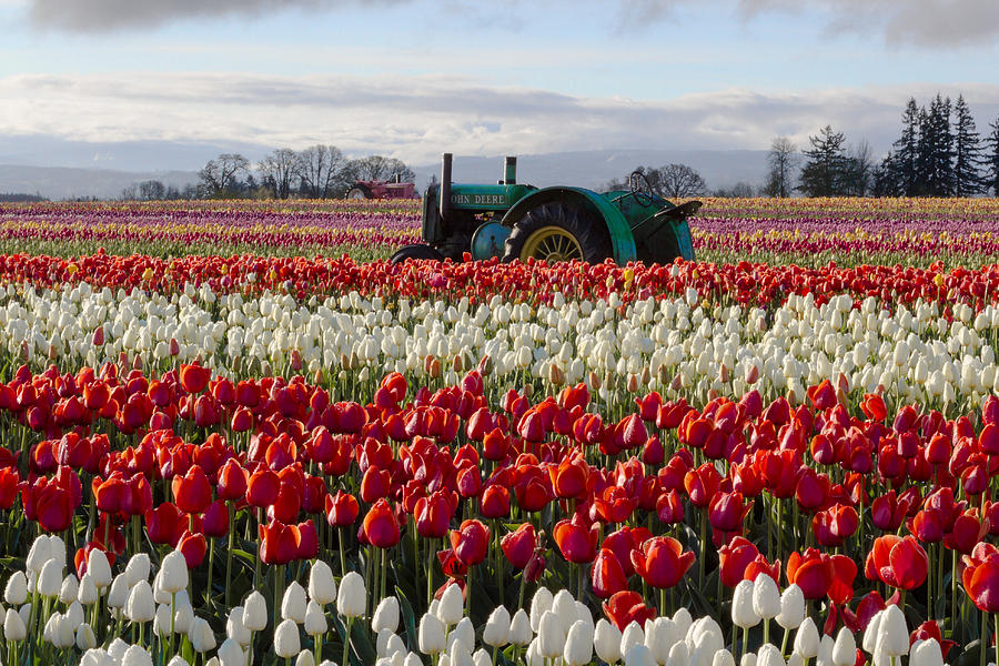 Two Deere in the Tulip Fields Photograph by Janice Lorentz - Fine Art ...