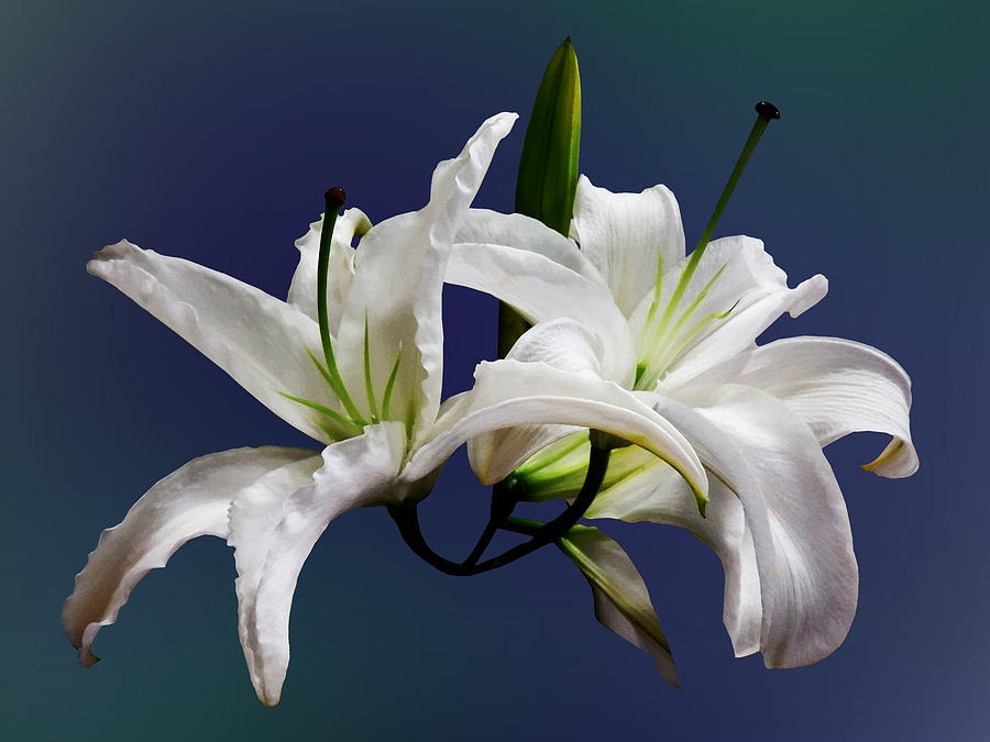 Two Delicate White Lilies Photograph by Susan Savad