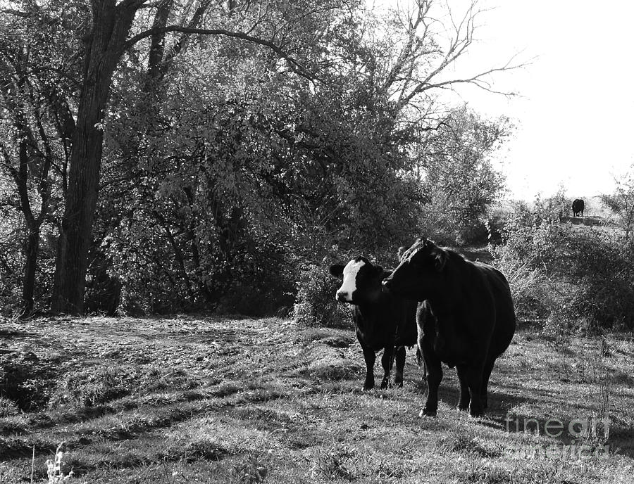 Two Docile Cows Photograph by J L Zarek