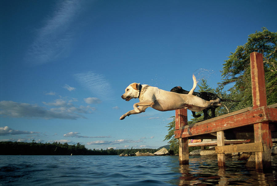 Two Dog Jump Off A Dock Into A Lake Photograph by Nick Lambert - Fine ...