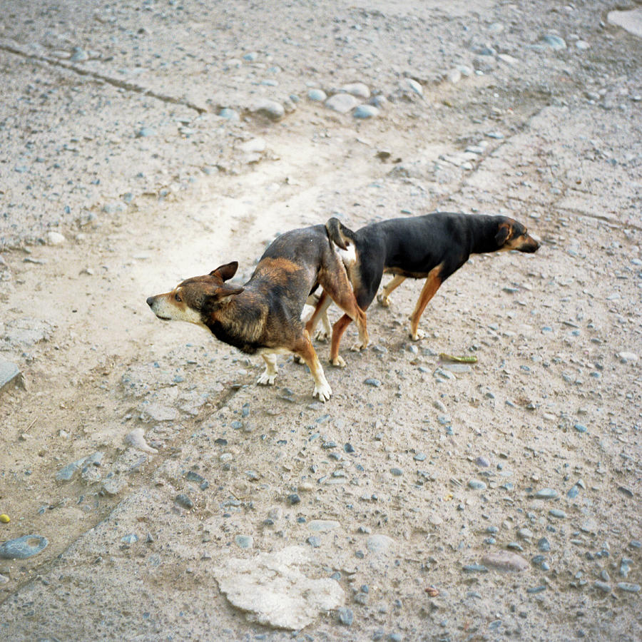 Are Dogs Only Bread When They Get Stuck Together