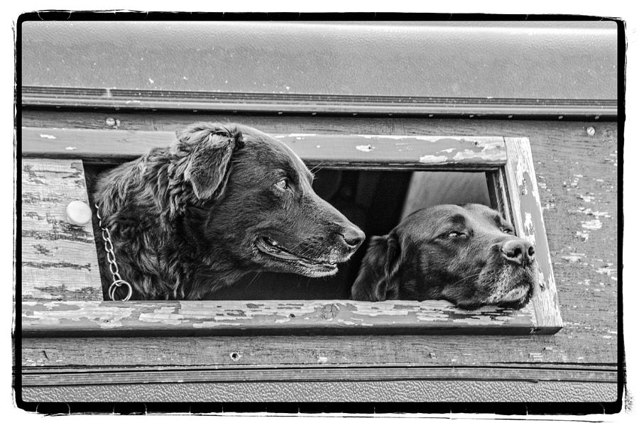 Two Dogs Photograph by Craig Perry-Ollila