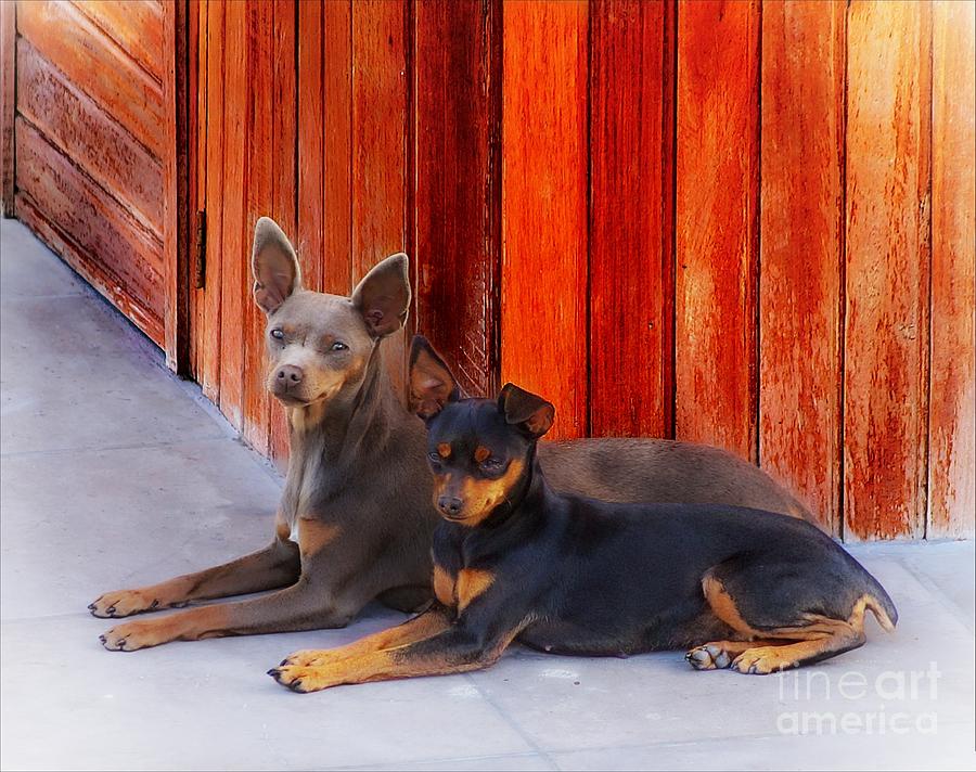 Two Dogs Photograph by John  Kolenberg