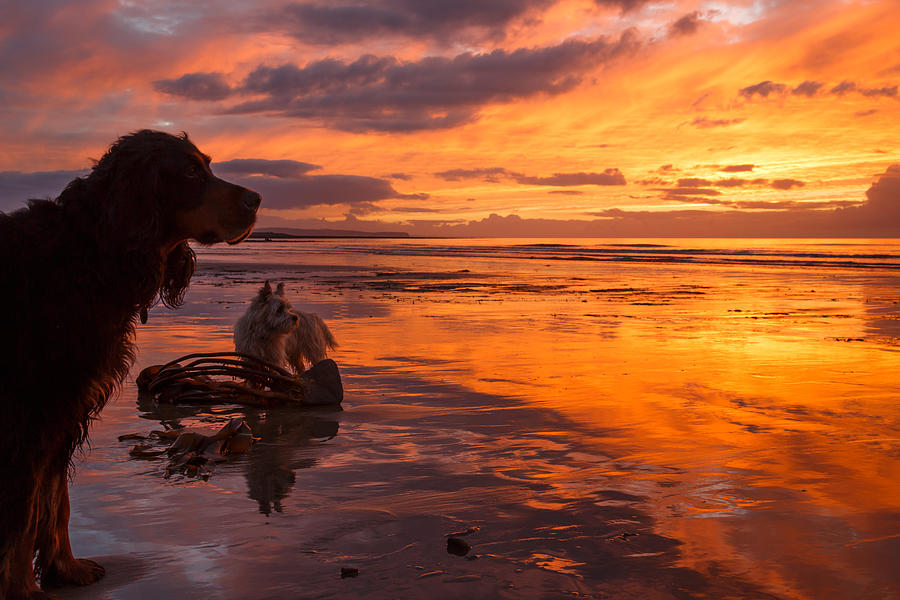 Two Dogs Look Out To Sea During An Amazing Beach Sunset. Photograph
