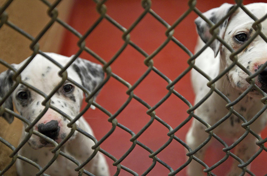 Two Dogs Up For Adoption At An Animal Photograph by Peter Essick - Fine ...