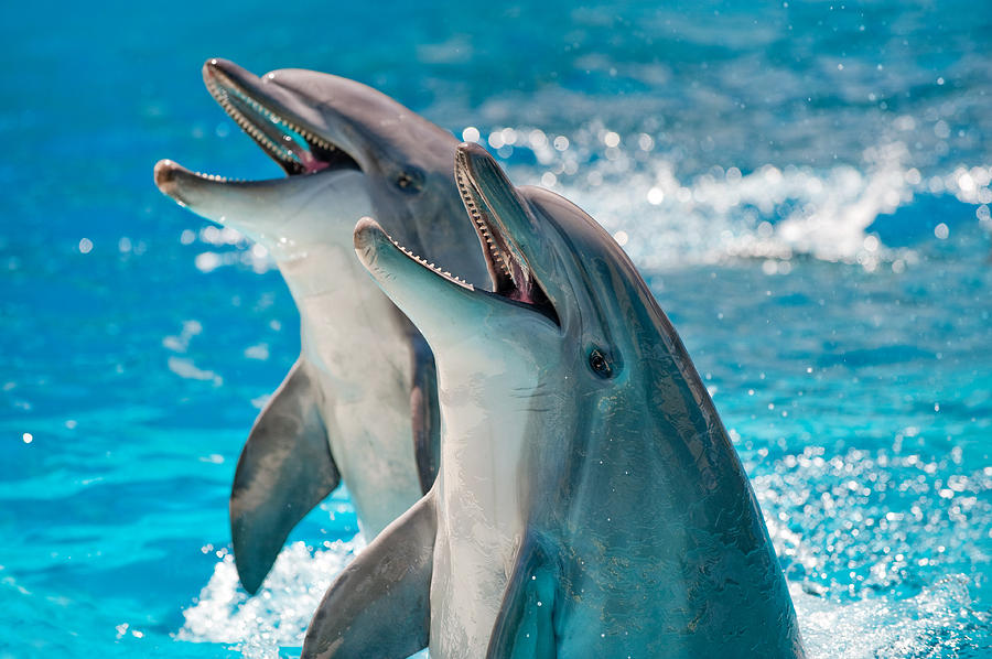 Two Dolphins in a blue water Photograph by Alexxx1981