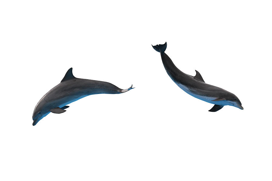 Two dolphins isolated on white Photograph by PhotographerOlympus