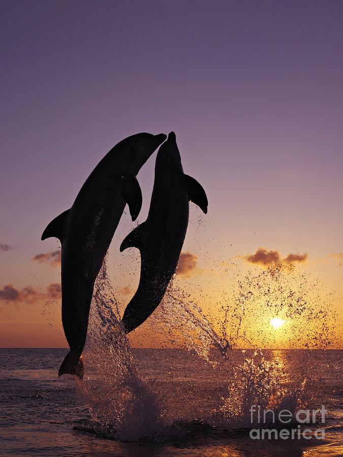 Dolphin Photograph - Two Dolphins Jumping Together At Sunset by Brandon Cole
