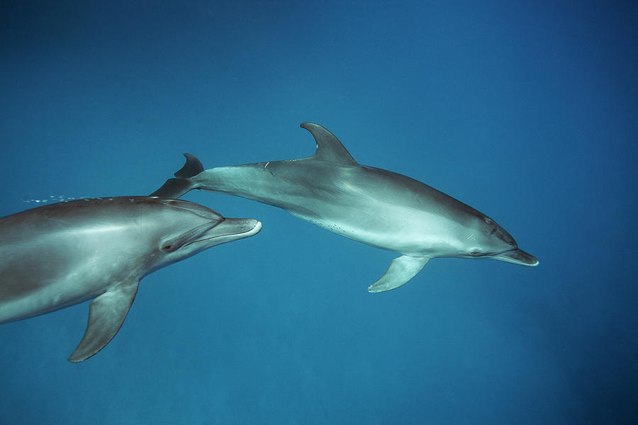 Two Dolphins Playing Together Photograph by Kennet Havgaard | Fine Art ...