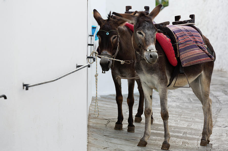 Two Donkeys Tethered In The Street In Photograph by Martin Child