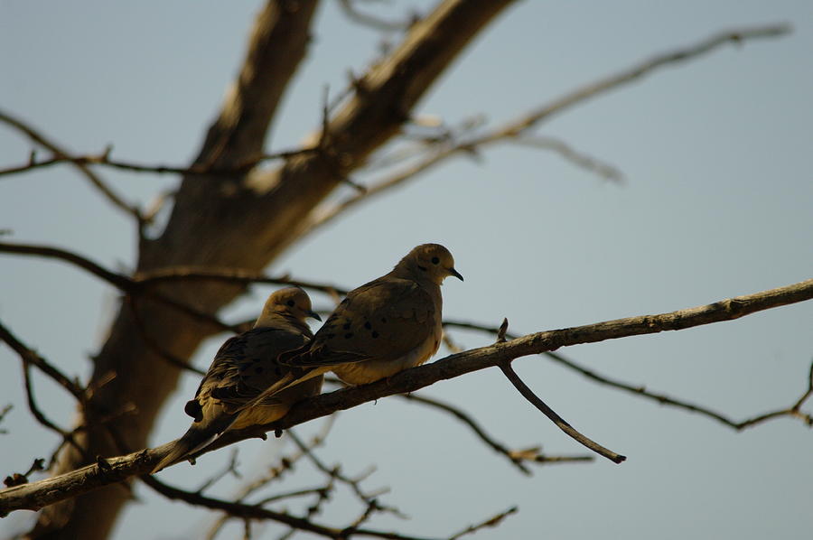 Two Doves On A Branch Photograph by Jeff Swan