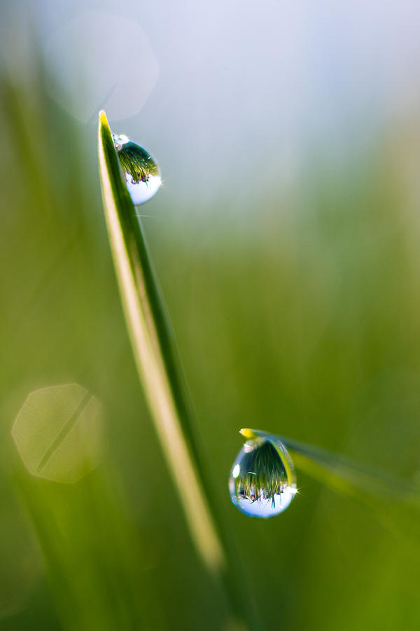 Two Drops on Grass Photograph by Jennifer Batts - Fine Art America