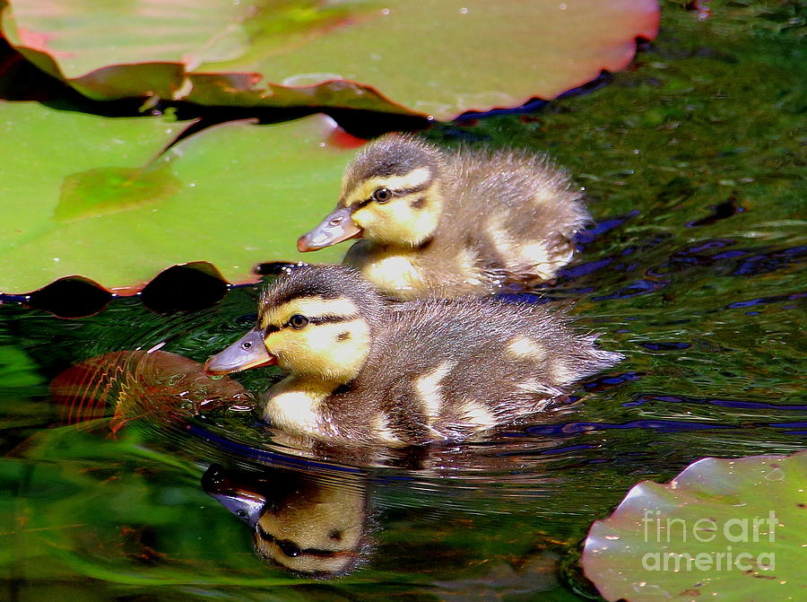 Two Ducklings Photograph by Amanda Mohler