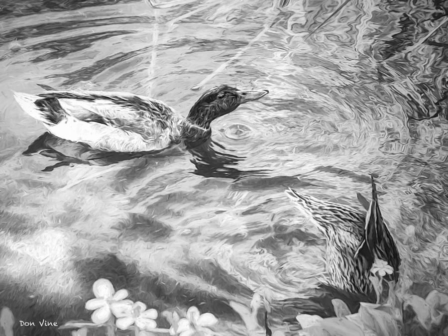 Two Ducks  bw Photograph by Don Vine