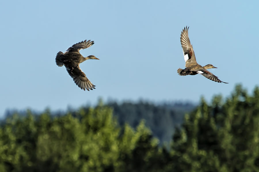 Two Ducks Flying Photograph by Belinda Greb