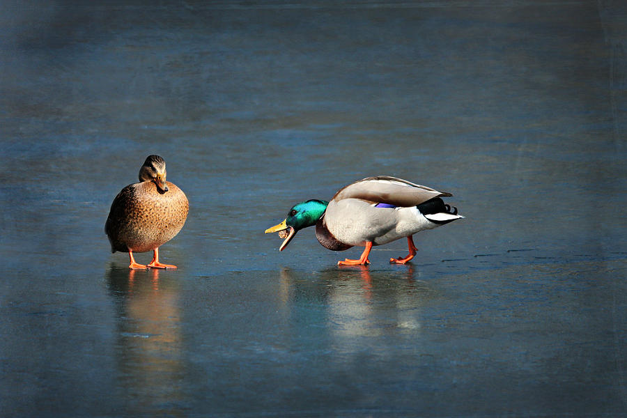 Feather Photograph - Two Ducks by Heike Hultsch