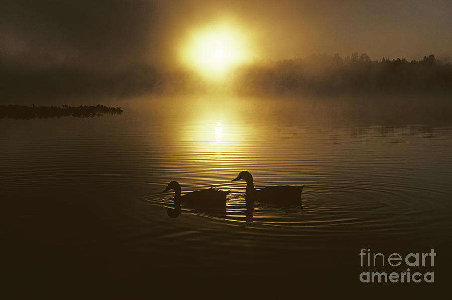 Two ducks on lake silhouetted Photograph by Jim Corwin