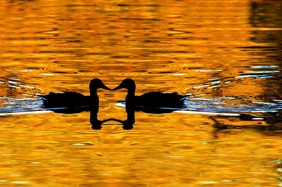 Two Ducks Silhouetted on Golden Pond Photograph by Lane Erickson