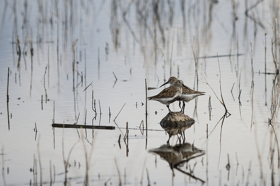 Two Dunlins on a Rock Photograph by Loree Johnson