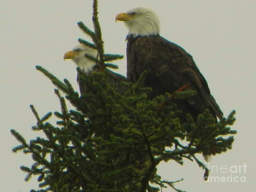 Two Eagles Photograph by Gallery Of Hope 