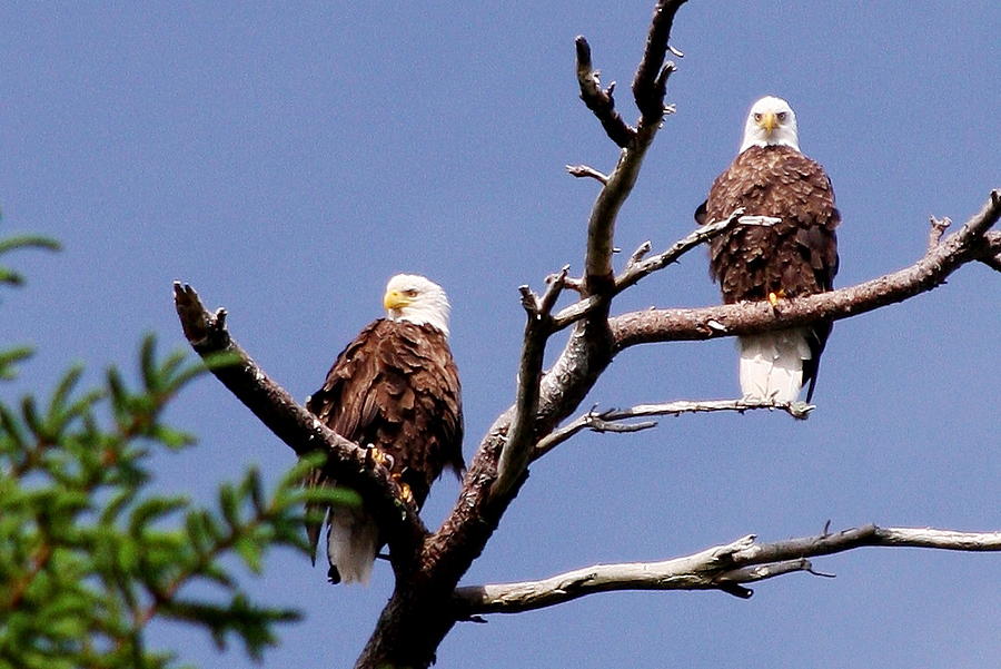 Bald Eagle Photograph - Two Eagles on Upper Wilson Pond Maine by Dana Moos