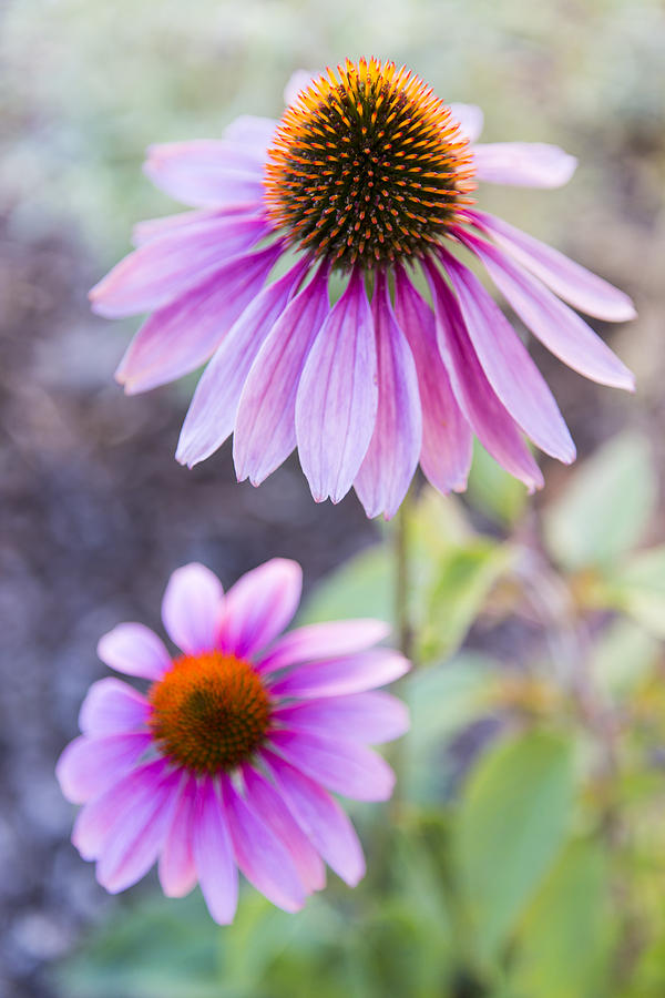 Two Echinacea Photograph by Caitlyn  Grasso