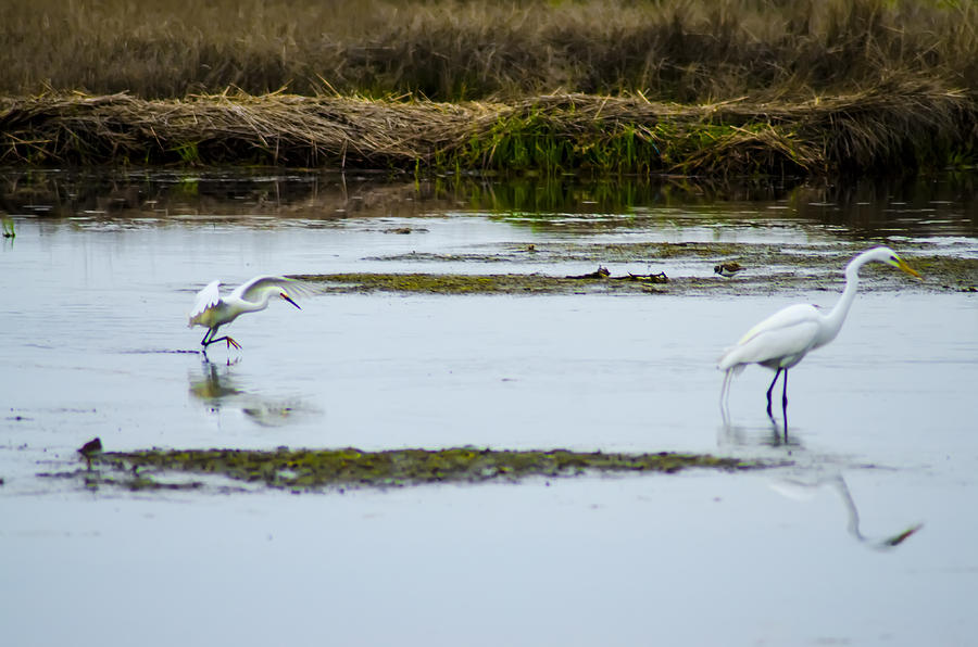 Egret Photograph - Two Egrets by Bill Cannon