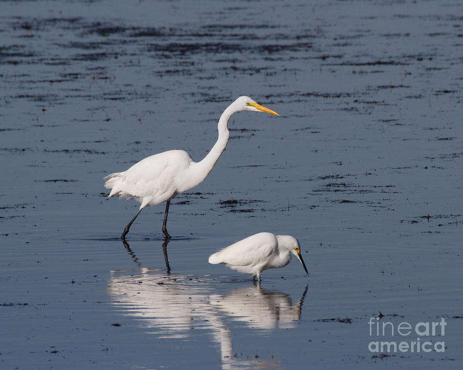 Two Egrets Photograph by Chris Scroggins
