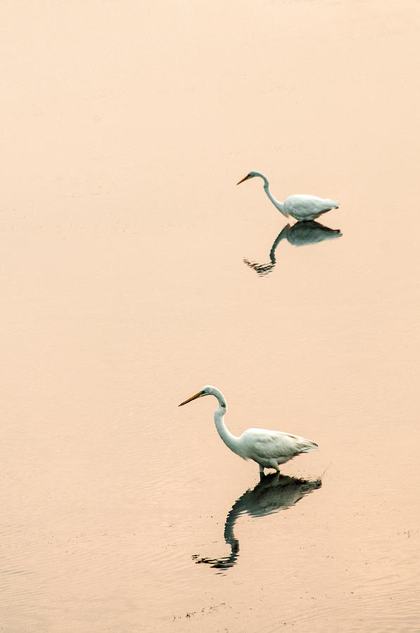 Two Egrets Photograph by Don Johnson
