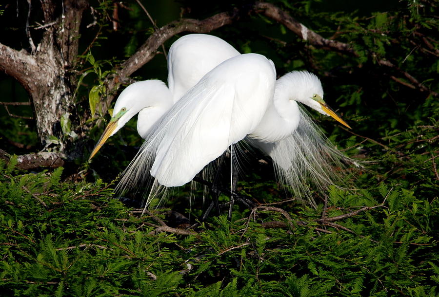 Two Egrets Photograph by John Greco