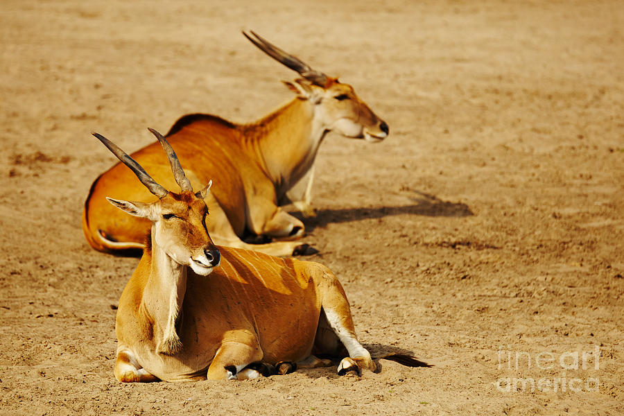 Two Eland Antelopes Photograph by Nick  Biemans